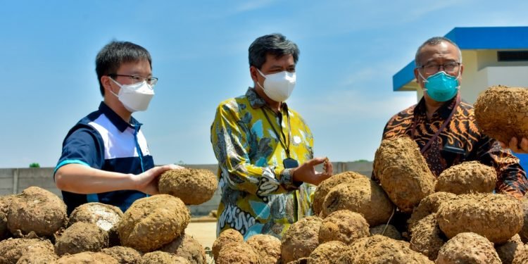 Hilirisasi Sektor Agro, Kemenperin Dukung Inovasi Produk Turunan Porang