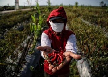 Gara-gara Inalum, Produktivitas Petani Cabai Batubara Meroket Tajam