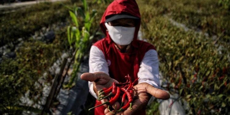 Gara-gara Inalum, Produktivitas Petani Cabai Batubara Meroket Tajam