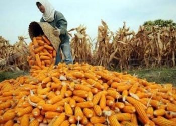 Panen Masih Berlangsung, Grobogan Siap Penuhi Kuota Jagung 30 Ribu Ton