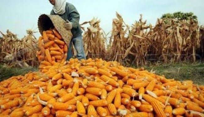 Panen Masih Berlangsung, Grobogan Siap Penuhi Kuota Jagung 30 Ribu Ton