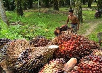 Akselerasi Pemulihan Ekonomi, Pemerintah Larang Ekspor CPO Demi Hilirisasi