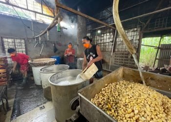 MenKopUKM: Kacang Koro Pedang Dapat Menjadi Alternatif Bahan Baku Tempe dan Tahu