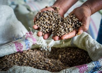 Ini Dia, Solusi Menteri Teten Agar Kopi Aceh Tengah Masuk Pasar Global