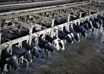 Tanggulangi Dampak PMK, KemenkopUKM Pertemukan Koperasi Peternak Susu dan Industri Pengolah Susu