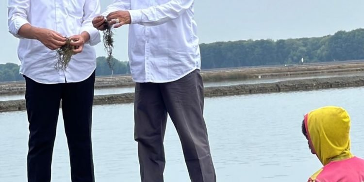 MenKopUKM: Kemitraan Rantai Pasok Berbasis Koperasi Kunci Sukses Hilirisasi Industri Rumput Laut