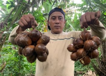 Teknologi Balai Kemenperin Tingkatkan Nilai Tambah Komoditas Salak