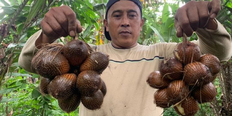 Teknologi Balai Kemenperin Tingkatkan Nilai Tambah Komoditas Salak