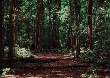 Teken MoU, Perhutani – United Tractors Bersinergi Dukung Rehabilitasi Hutan