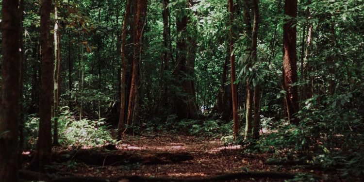 Teken MoU, Perhutani – United Tractors Bersinergi Dukung Rehabilitasi Hutan