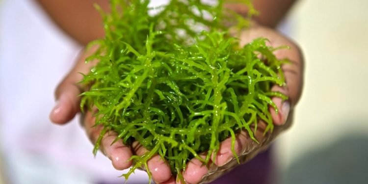 Kabar Gembira! Rumput Laut Kembali Masuk Daftar Komoditas Organik AS, Ini Respon Eksportir