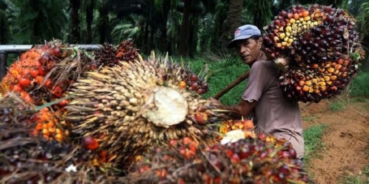 SPKS Desak Pemda Gunakan Dana Bagi Hasil Sawit untuk Pemberdayaan Petani