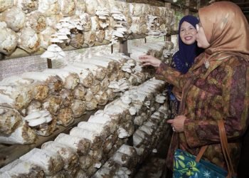 Dukung Hilirisasi, Kemenperin Tumbuhkan IKM Olahan Jamur Tiram