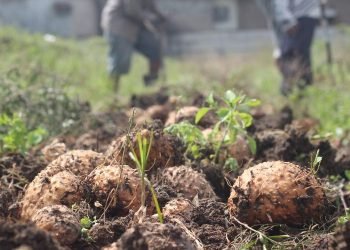 Kemenperin Fokus Kembangkan Hilirisasi Komoditi Spirulina dan Porang