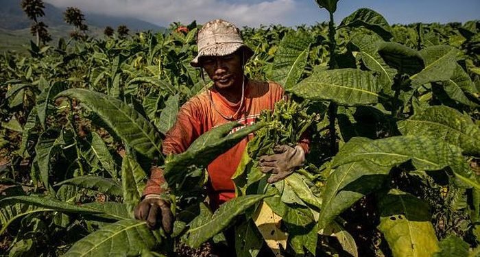 Petani Tembakau