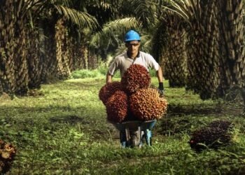 Guru Besar USU: Sawit Jadi Kunci Bangkitnya Ekonomi Aceh–Sumut Pasca Bencana