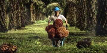 Guru Besar USU: Sawit Jadi Kunci Bangkitnya Ekonomi Aceh–Sumut Pasca Bencana